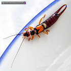 Earwig