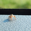 Jumping Spider