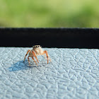 Jumping Spider