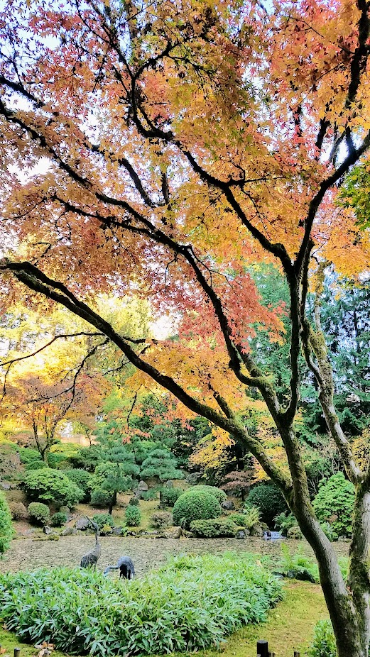 Fall at the Portland Japanese Garden, visiting for Autumn Portland Japanese Garden fall foliage photos on October 2017