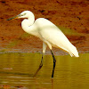 Little egret