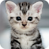 Cute Animals Wallpaper1.03