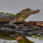 American Alligator