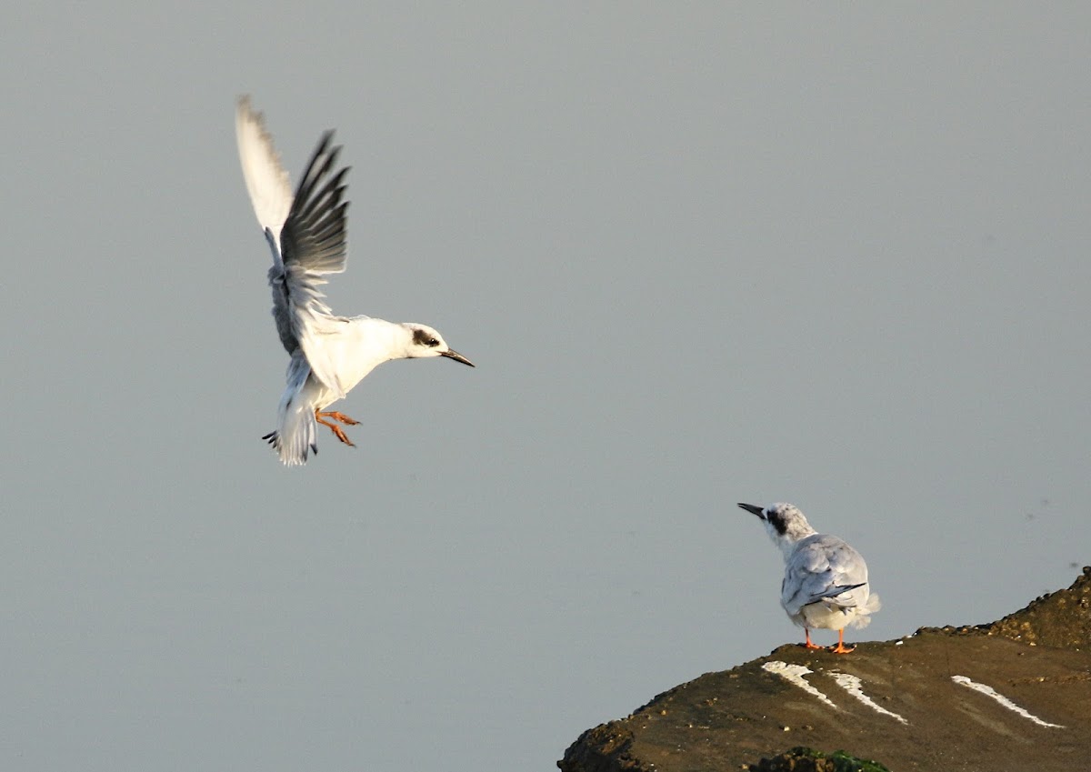 Forster's Tern (immature)