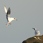 Forster's Tern (immature)