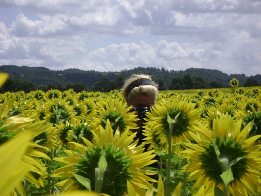 Sunflowers Fields Forever di Lsd!