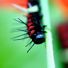 Lacewing Caterpillar