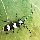 Banded alder beetle