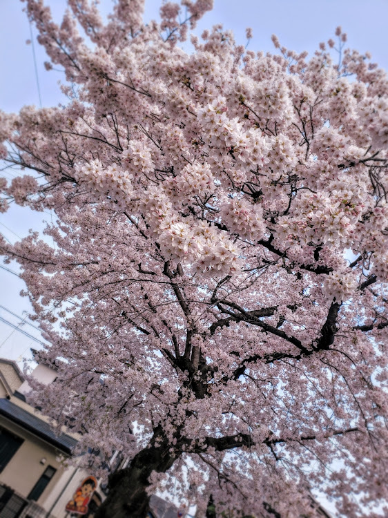 bBの桜・桜とコラボ・桜と愛車・京都人・🐕に関するカスタム事例の投稿画像2枚目