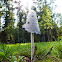 Shaggy inkcap