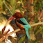 White-breasted kingfisher