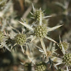 Field Eryngo