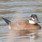 White-headed Duck; Malvasía