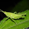 Cone-Nose Grasshopper Nymph