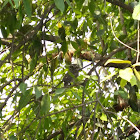 Spotted Owlet