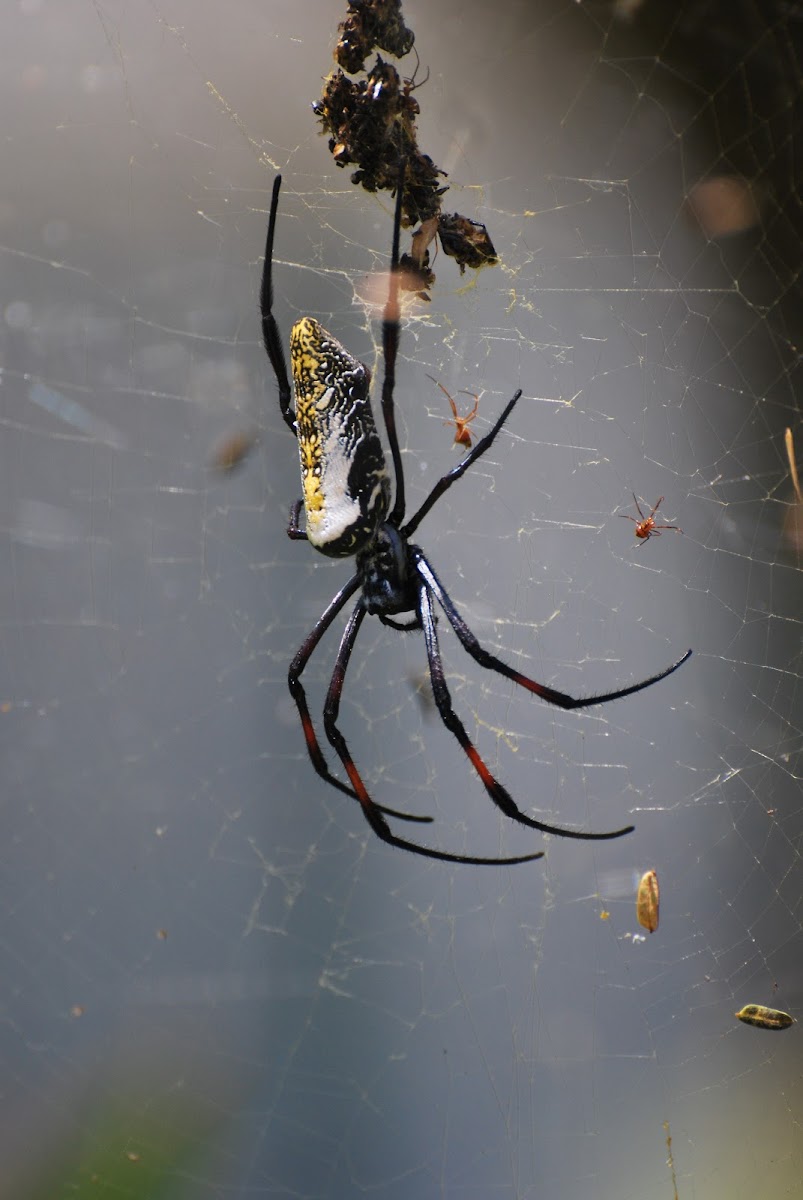 Golden Silk Orb-Weaver