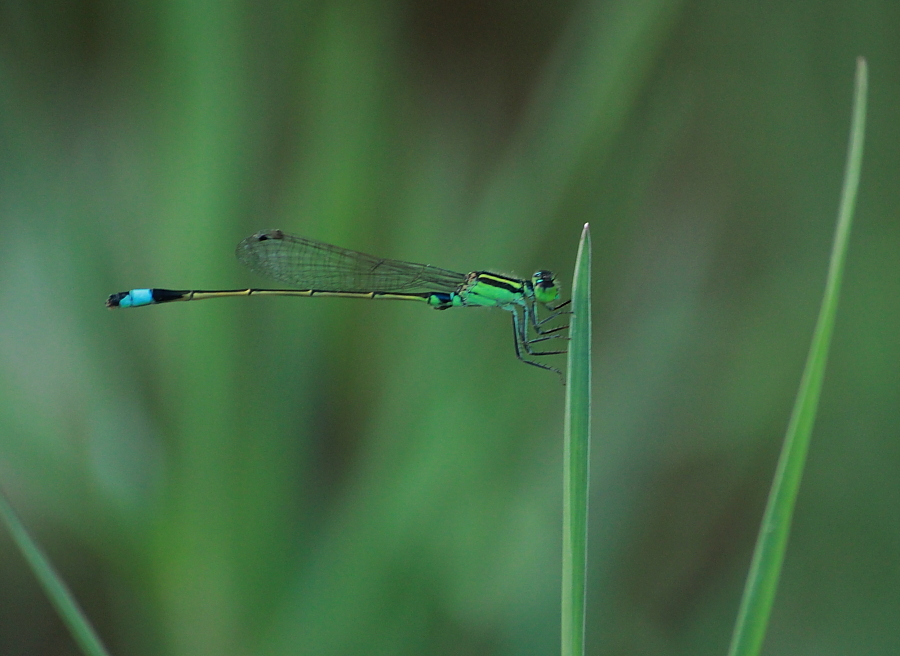 Senegal Bluetail