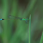 Senegal Bluetail