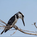 Pied Kingfisher