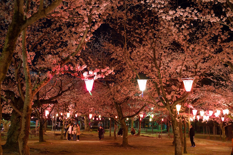 ステップワゴンスパーダの桜とコラボ・桜と愛車・夜桜・娘とデート・菜の花と愛車に関するカスタム事例の投稿画像4枚目