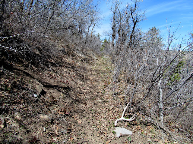 Another deer antler on the trail