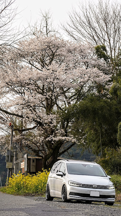 ゴルフトゥーランの菜の花・カメ活・ingo noak tuning・朝活・岩国に関するカスタム事例の投稿画像3枚目
