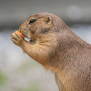 Squirrel eats carrots