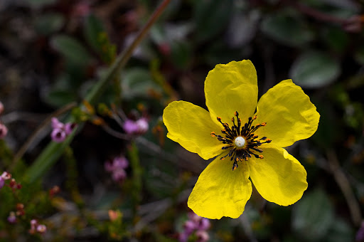 Tuberaria globulariifolia