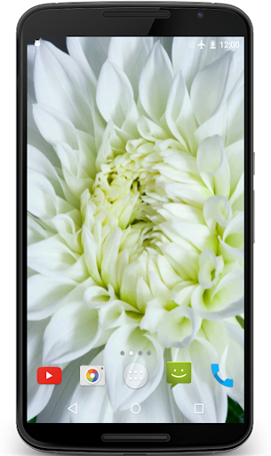 Flower 4K Video Live Wallpaper
