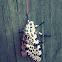 Giant leopard moth