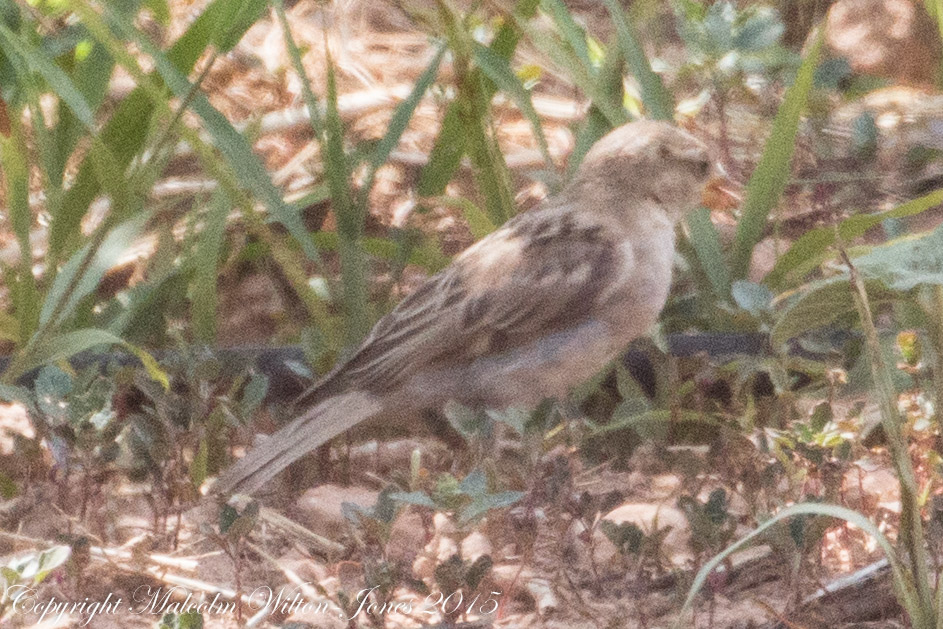 House Sparrow; Gorrión Común