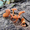 Orange pore Fungus