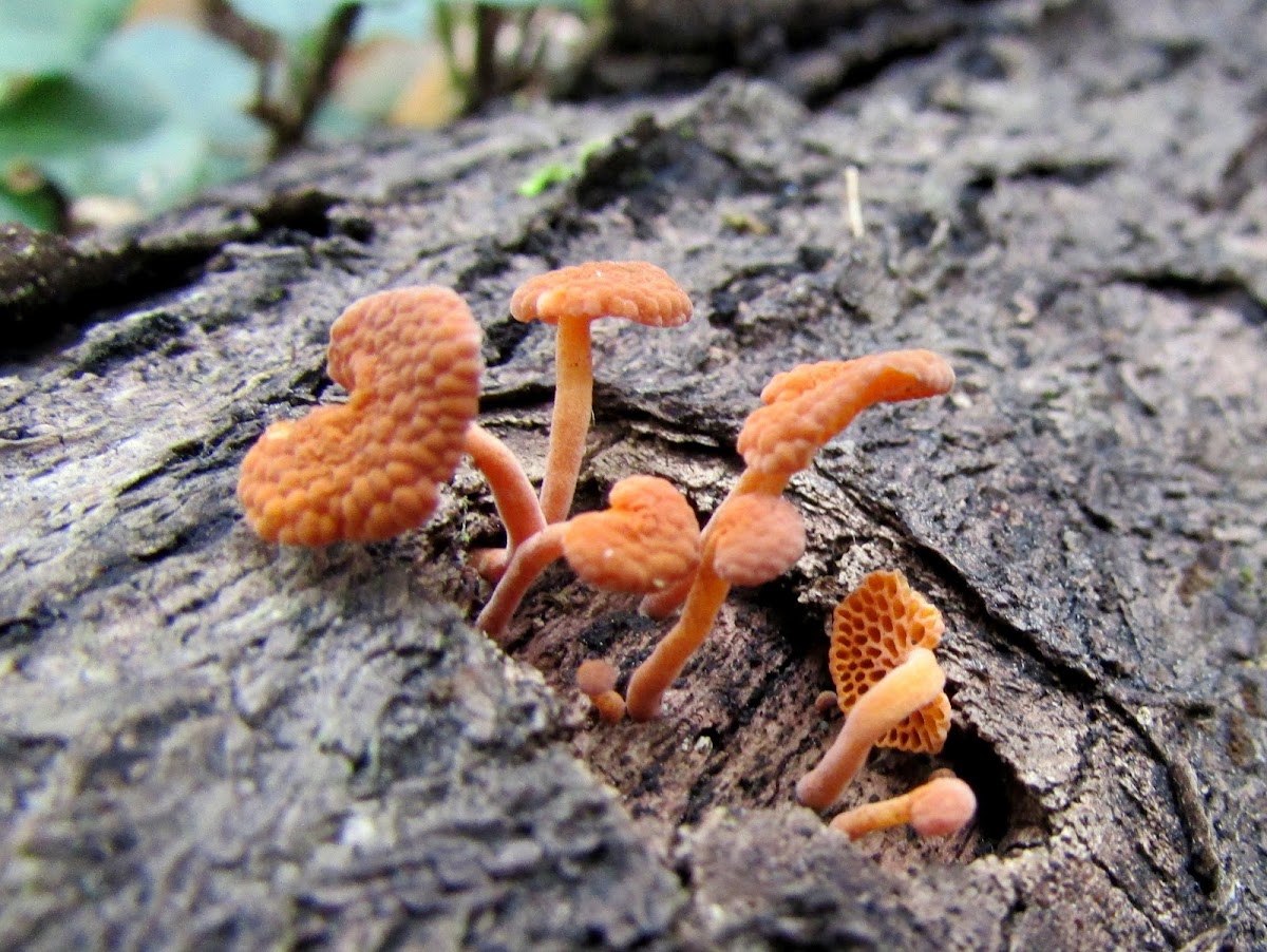 Orange pore Fungus