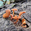 Orange pore Fungus