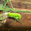 Tobacco Hornworm (Carolina Sphinx Moth)