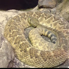 Western Diamondback Rattlesnake