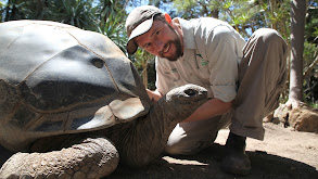 103-Year-Old Tortoise thumbnail