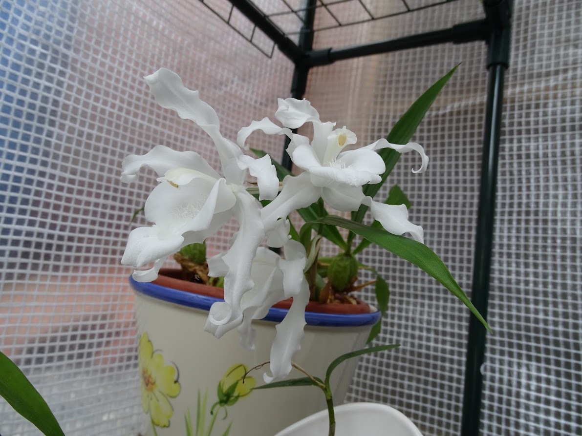 Coelogyne Crystata Alba PaS9RQE-wWSd6iDYvcoVF3vHC6IRsUm6cIfTP4H3QHEgmSc2WTAmlDSjrKAigN5-ezLJFxuz0Ax_SUVML3Ve_fmg3i0YpGgHaOuAlXJZo9qQRix83jO4mTNcFEcneCjWkOJIHUCCIE1v8zVZ-vq0XbqSK4CRFtc-T6qQDDyTGAF89vtKLT0laTZis2DFYf1u_vmw5-0TToEJohgIqJUvK1ZTdwfoVHDzB2x77Zb2vGR3n55EMVq2Gi6CswQCartuxjswC_6X0uBH_e8RGJlJ3l1K5Cau15cp3gmcZ-25VI8AYGXlkBEoKEaTVHVXfffnYq0dsTOSYALADz12ChTd6iphUFo0neaV0dKHjs0C2EYoj0eonAJwO7ky8Op8DDj2lIFYUFEDfIugj1M8tw7_n18vbnIniO7NWAGKnWeRyOoEl7TI9KfnIw5F591WA8WNPwusrLHjA0WWrt92y_YPLSsqtkSlukuL8untTXQthPdjw_KFy2HpjhvD5H4qIIMS2MzRCiPZuIiIbms9T3B-qEheIk_dM501ke04HEq2LKBgOmiDKNw7qTWk81fp0eLo2pN0MuTSE8bFg44FA1s9BUfEDy2h72MLzwR8NxA=w1191-h893-no