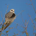 Black-winged kite