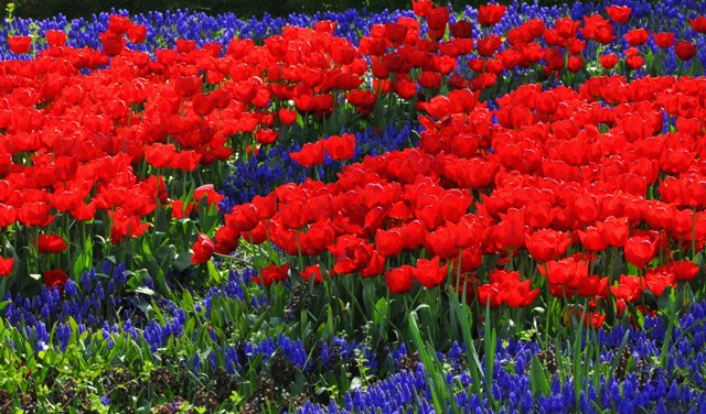 Prato di fiori ad Istanbul di angy17