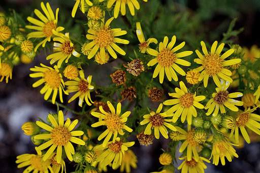 Senecio jacobaea