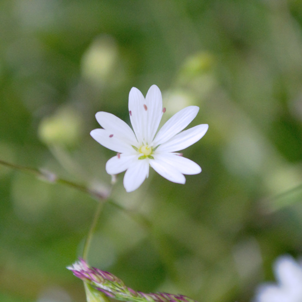 Small White Flowers