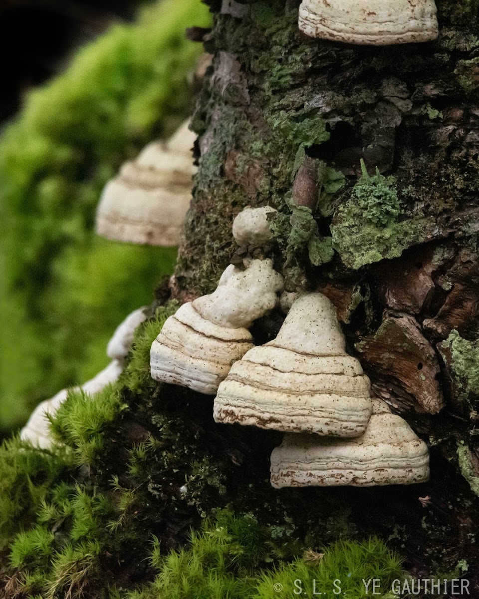 Hoof fungus