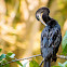 Anhinga