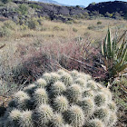 Hedgehog cactus