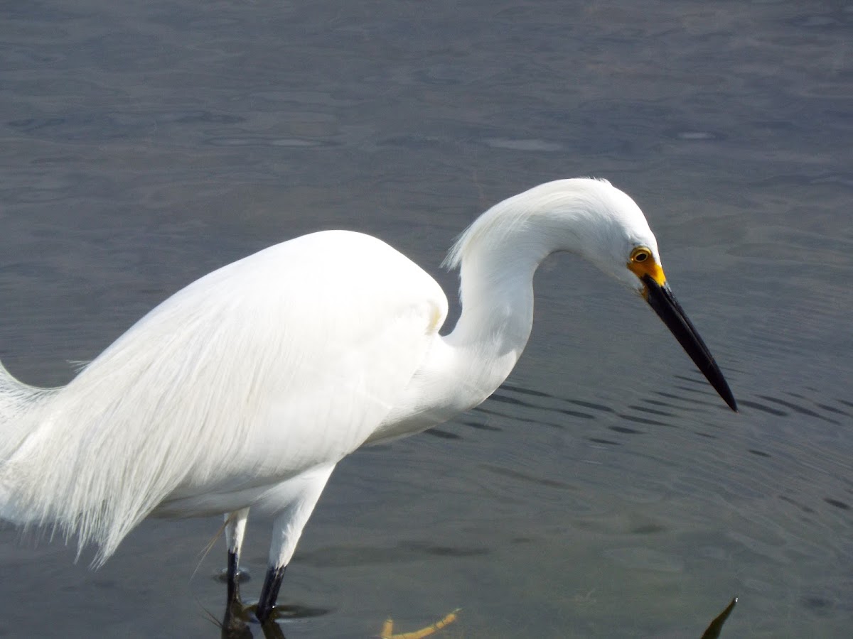 Snowy egret