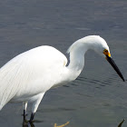 Snowy egret