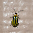 Striped Cucumber beetle