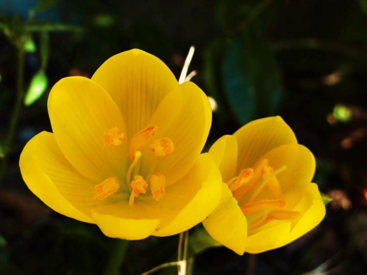 Yellow flowers di CristinaG