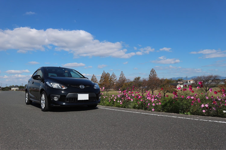 デミオのコスモス・コスモスとコラボ・コスモスと愛車・秋の風景・コスモスパークに関するカスタム事例の投稿画像1枚目